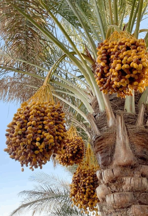نخلة البرحي