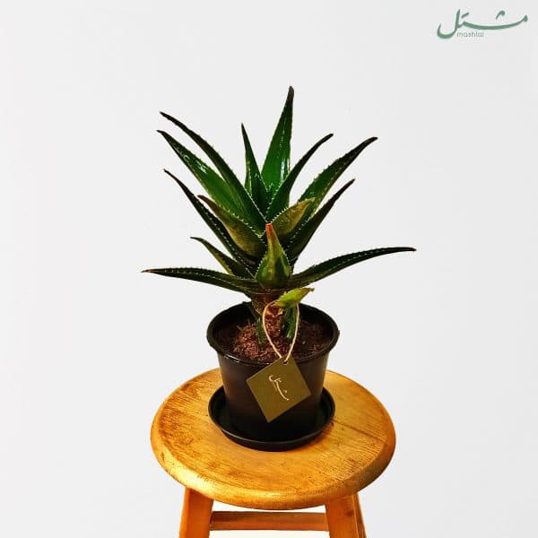 نجمة