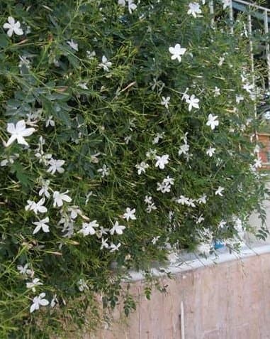 ياسمين بلدي