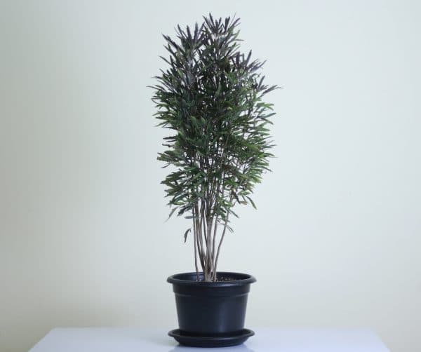 اراليا