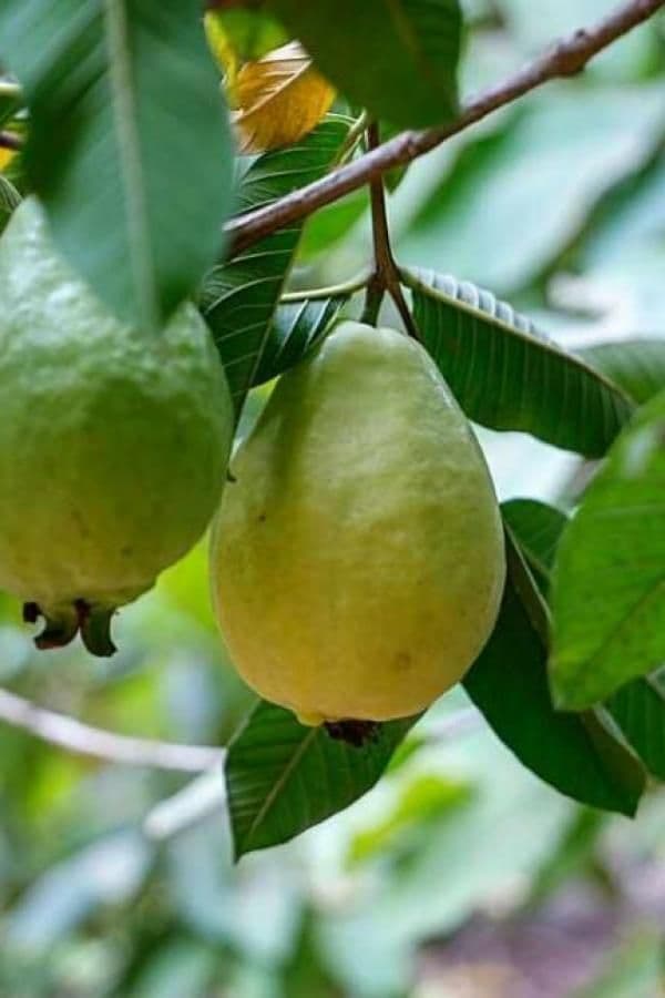 جوافة